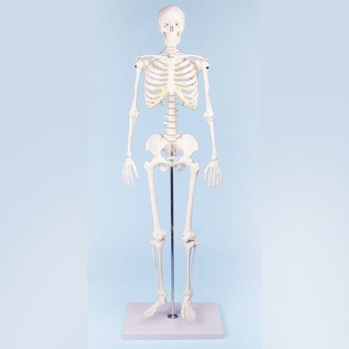오픈메디칼ZIMMER 전신골격모형 3032 (80cm) 인체 뼈 모형