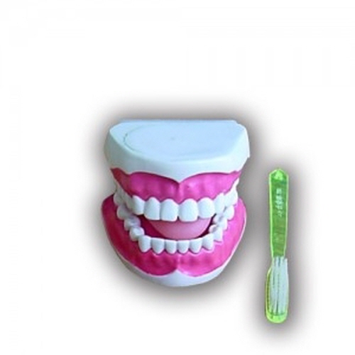 오픈메디칼[5%적립]치아모형(소형)/실물 2배 확대 모형