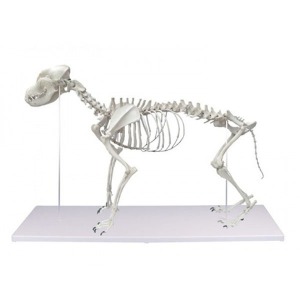 오픈메디칼독일제 개골격모형 1700 강아지 뼈 골격모형