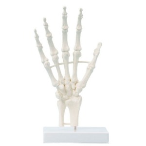 오픈메디칼ZIMMER 손 골격 모형 6040 손뼈 관절 모형