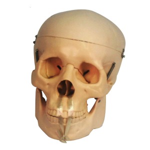 오픈메디칼JS 두개골 뼈 모형 (뇌 비포함) 보건교육