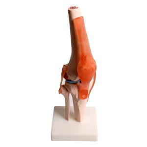 오픈메디칼JS 무릎 관절 뼈 모형 - 보건교육