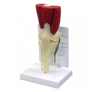 오픈메디칼GPI 무릎관절근육모형 G106