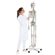오픈메디칼ZIMMER 전신골격모형 2960 (178cm) 인체 뼈 모형