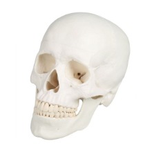 오픈메디칼Zimmer 두개골 모형 4500 보건교육 머리뼈모형