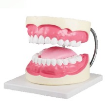 오픈메디칼ZIMMER 치아모형 혀포함 D216 이빨모형 보건교육