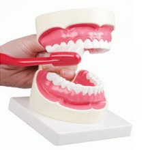 오픈메디칼ZIMMER 치아모형 D217 이빨모형 보건교육