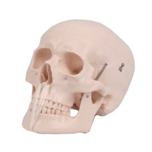 오픈메디칼JS 두개골 8분리 모형 뇌 포함 - 보건교육