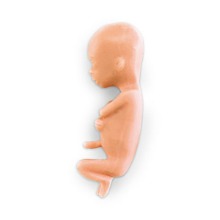 오픈메디칼NASCO 13주 태아모형 LF00828 임신 보건교육