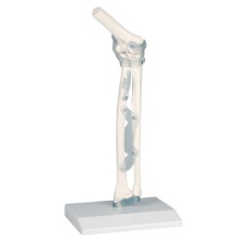 오픈메디칼ZIMMER 팔꿈치 관절 모형 (인대포함) 4556 뼈모형 보건교육