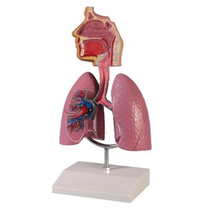 오픈메디칼ZIMMER 호흡기 모형 G216 폐 기관지 기도표시 보건교육