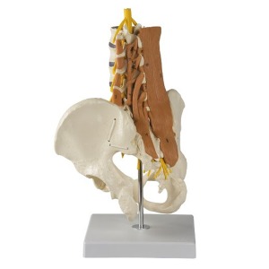 오픈메디칼ZIMMER 요추 골반모형 E4050 신경근육포함 - 인체모형