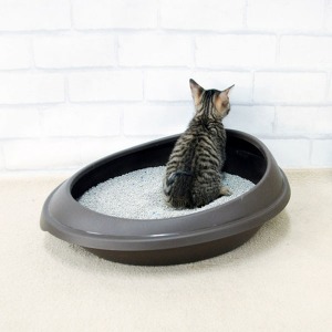 오픈메디칼푸르미 고양이 화장실 소형 - 반려묘 모래통