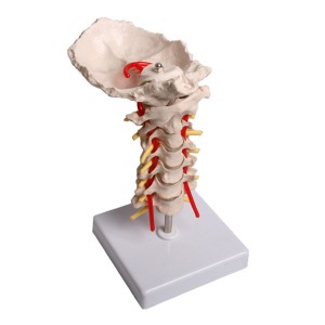 오픈메디칼JS 경추 뼈 모형 - 보건교육