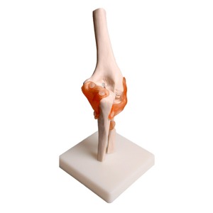 오픈메디칼JS 팔꿈치 뼈 관절모형
