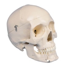 오픈메디칼Zimmer 두개골모형 (치아분리) 4파츠 4513 머리뼈모형