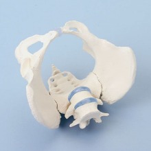 오픈메디칼Zimmer 여성골반 뼈모형 4058 보건교육