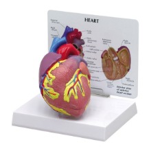 오픈메디칼GPI 2분리 심장모형 G250