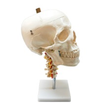 오픈메디칼(특가) 4분리 경추 두개골모형 kar11111-3 인체 머리뼈모형