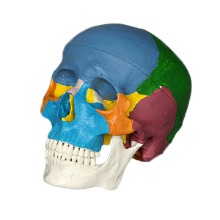 오픈메디칼(특가) 3분리 착색 두개골모형 kar11118 인체 머리뼈모형